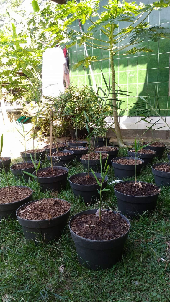Tanaman Obat Keluarga Yang Mudah Ditanam Di Pot