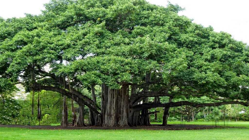 Menanam Ficus Dapat Mencegah Banjir & Longsor