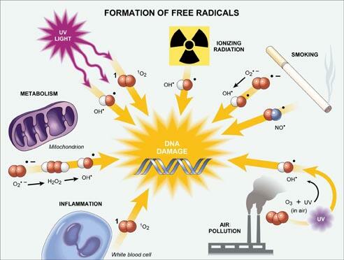 freeradicals.jpg