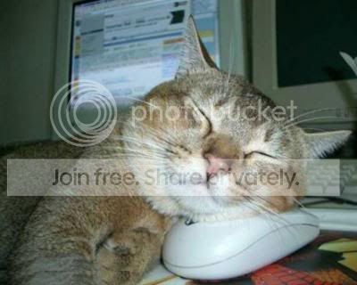 cat-and-mouse.jpg