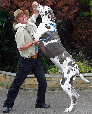GiantDog+-+Tiny.jpg