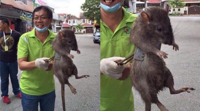 JEBAKAN TIKUS, METODE PEMBUNUH NYAWA VS PENGHENTI AKTIVITAS