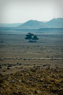 tree+of+life2.jpeg