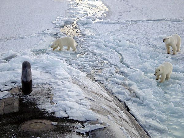 north-pole-bears.jpg