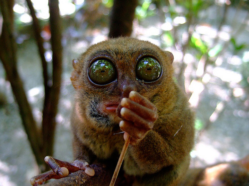 tarsier-philippines-06.jpg