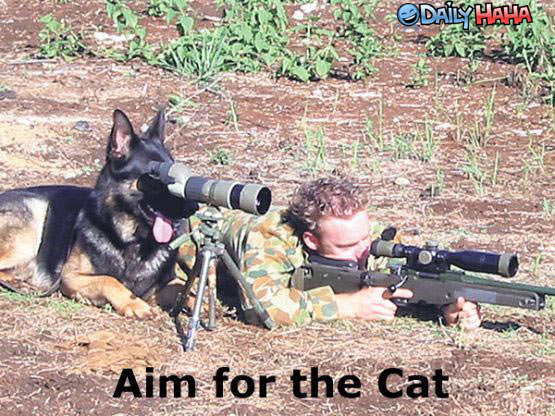 aim_for_the_cat.jpg