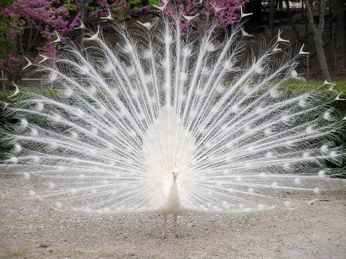 krBem.jpg