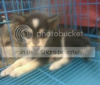 husky.jpg