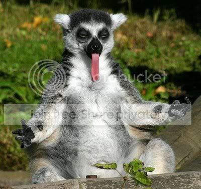 funnyanimals.jpg
