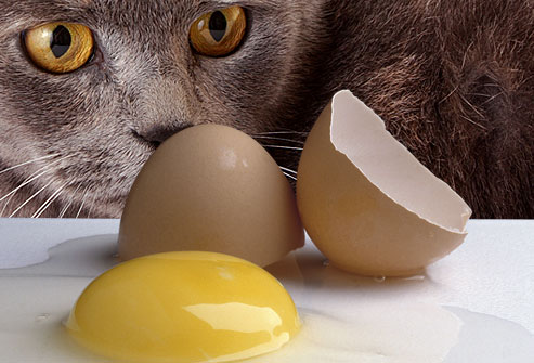 jiu_rf_photo_of_cat_eying_broken_raw_egg.jpg