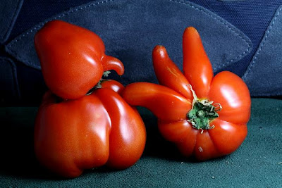 These_are_tomatoes_Amazing__13.jpg