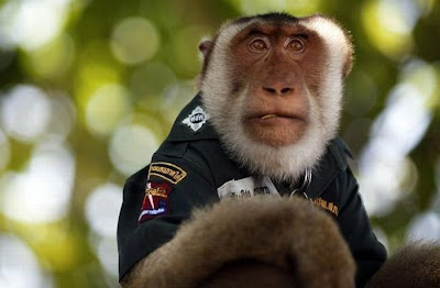 monkey_police_01.jpg