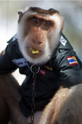 monkey_police_08.jpg