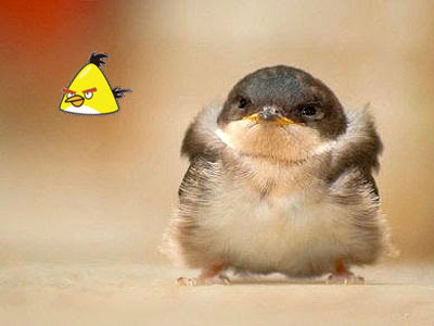 angry-bird3.jpg