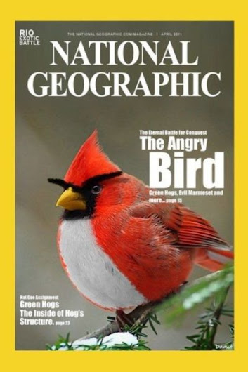 angry-bird7.jpg