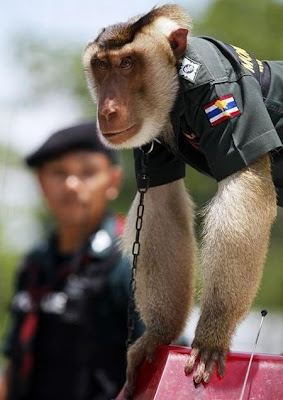 monkey_police_07.jpg