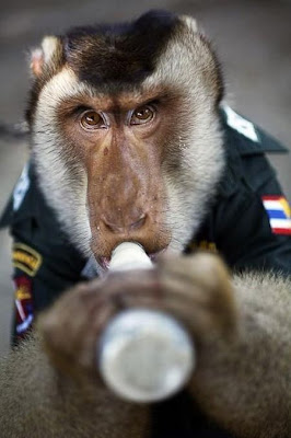 monkey_police_06.jpg
