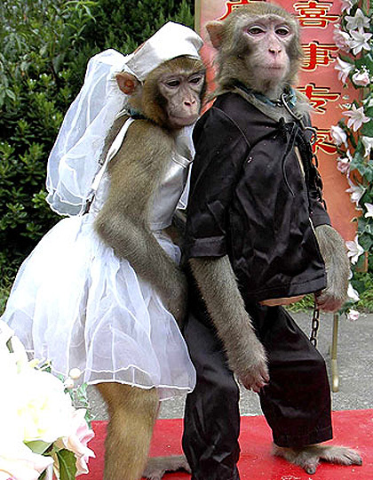 monkey-wedding2.jpg