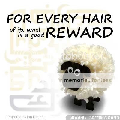 adha_sheep_hair_reward.jpg