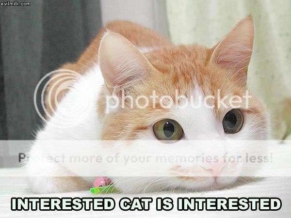 Interested_Cat.jpg
