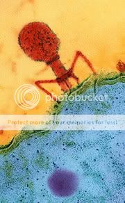 T4bacteriophage.jpg