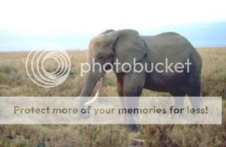 gajahafrika.jpg
