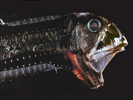 ikan-buas-viperfish-01.jpg