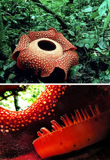 rafflesia_largest-plant.jpg