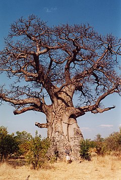 240px-Baobob_tree.jpg