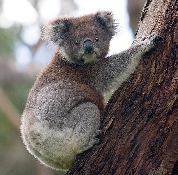 610px-Koala_climbing_tree.jpg