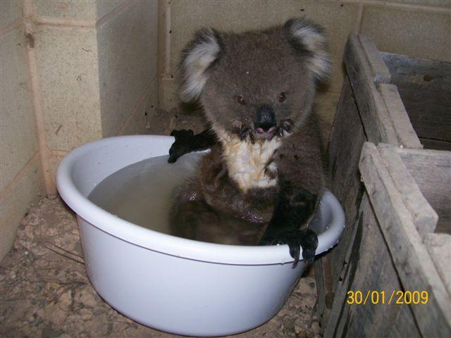 koala-australia.jpg