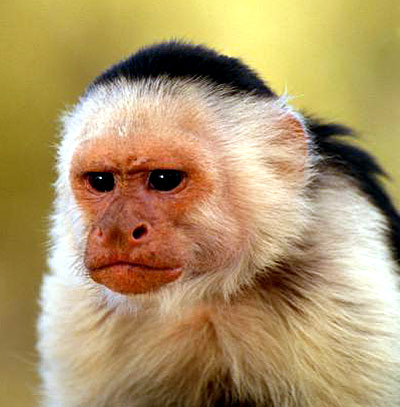 monkey_face.jpg