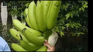lagi viral video pisang goroho