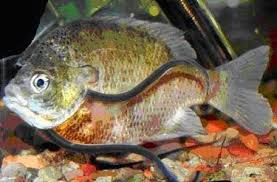 5 Fakta Ikan Candiru... Ikan Kecil paling menakutkan
