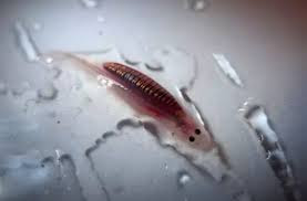 5 Fakta Ikan Candiru... Ikan Kecil paling menakutkan