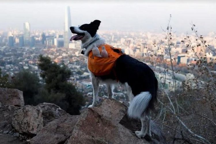 Kisah Anjing Pemungut Sampah Bernama Sam, Dijuluki 'Pahlawan Taman' di Chili