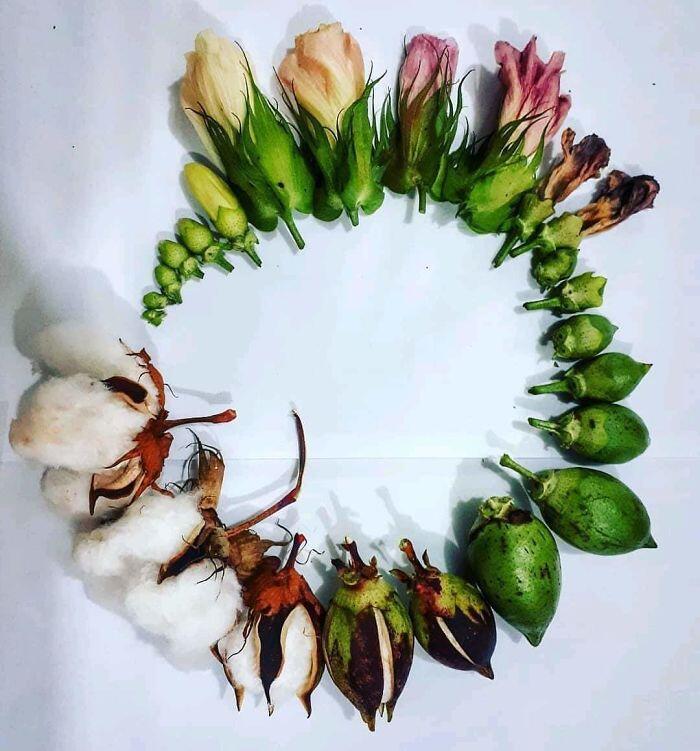 OMG ITS SUMMER! Viral Foto Siklus Hidup Tumbuhan Ini Bikin Pengen Berkebun.