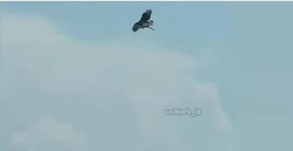 Video Burung Elang Bawa Terbang Ikan Hiu, Gegerkan Warganet! Sekuat Itukah Elang?