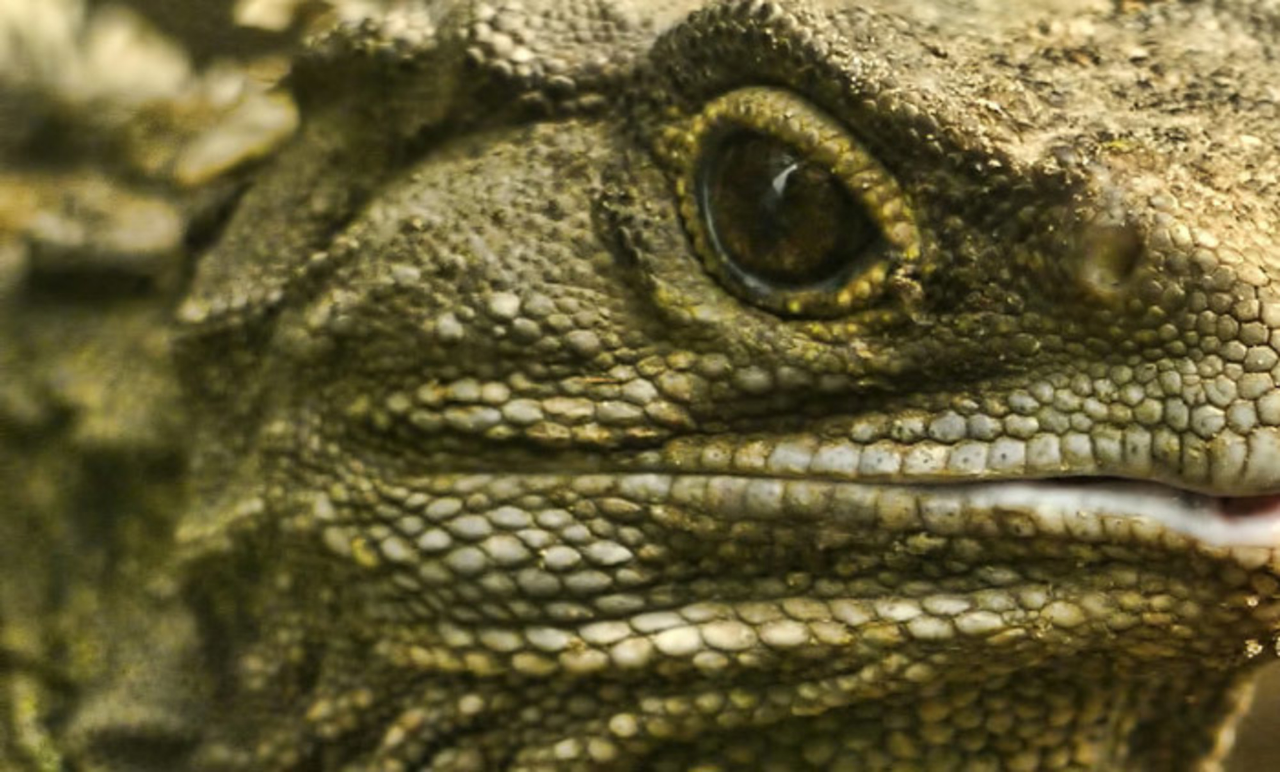 Lizard People, Teori Konspirasi Manusia Kadal Yang Pernah Menggegerkan Dunia!