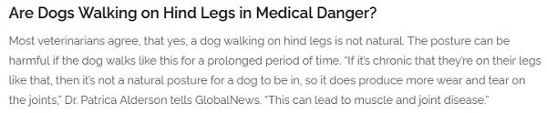 Cerita Sedih di Balik Lucunya Anjing Pudel yg Pandai Berjalan.