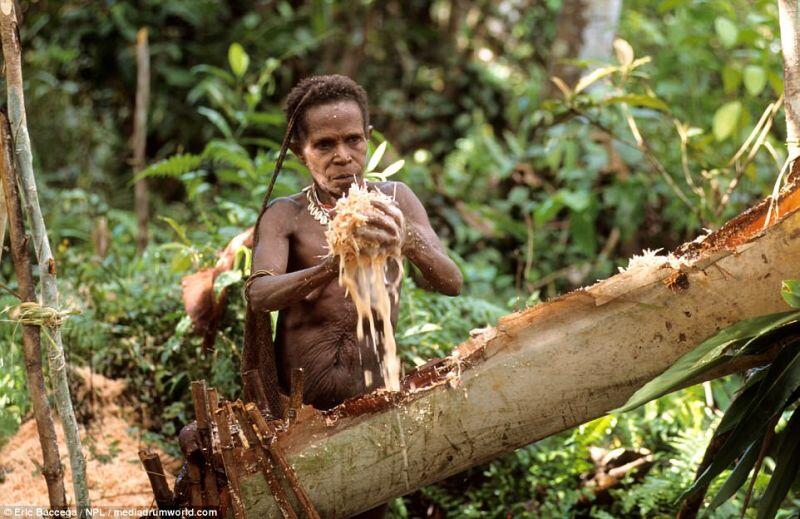Suku Fore Papua Nugini, Suku Yang Memakan Daging Dan Otak Manusia!!