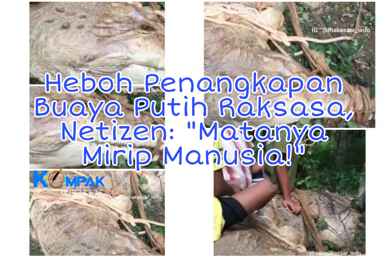 Heboh Penangkapan Buaya Putih Di Hutan Kalimantan, Netizen: Matanya Mirip Manusia! 