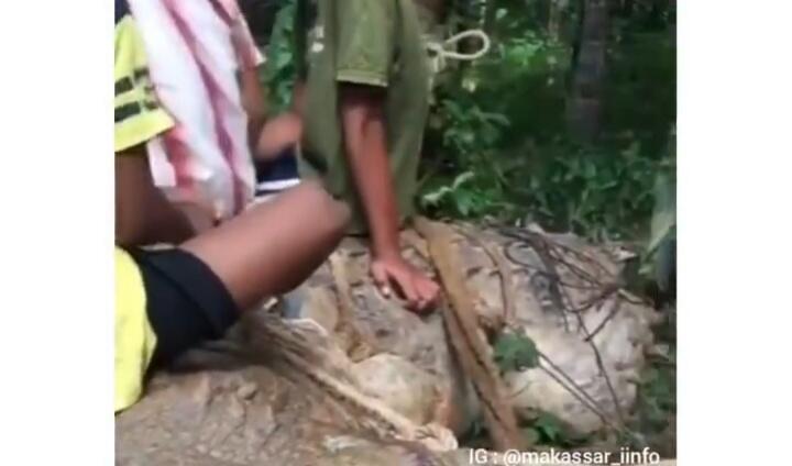 Heboh Penangkapan Buaya Putih Di Hutan Kalimantan, Netizen: Matanya Mirip Manusia! 