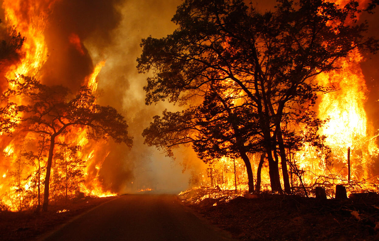 [BREAKING NEWS] 57 Ribu Hektar Hutan Papua Dibakar untuk Sawit