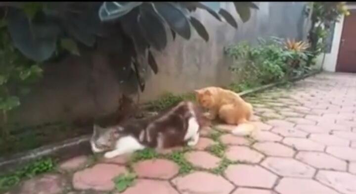 Viral Video Kucing Betina Minta kimpoi, Tapi Pejantan Kurang Peka! Netizen Gemas