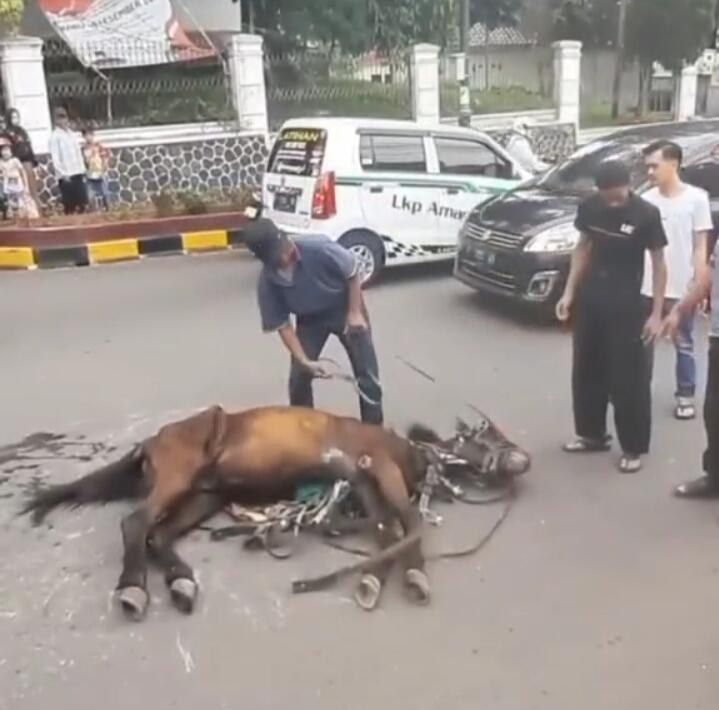 Sedih Dan Meneteskan Air Mata, Diduga Terlalu Lelah, Kuda Ini Tergeletak Di Jalanan