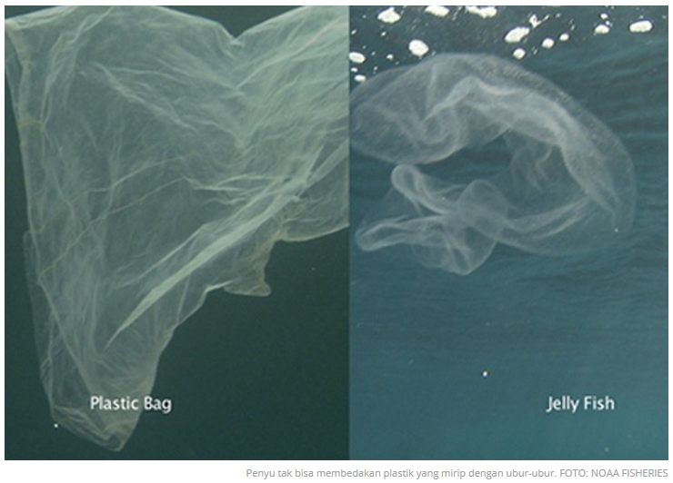 Dengan Kondisi Alat Pencernaan Seperti Ini, Sampah Plastik Sangat Menyiksa Mereka