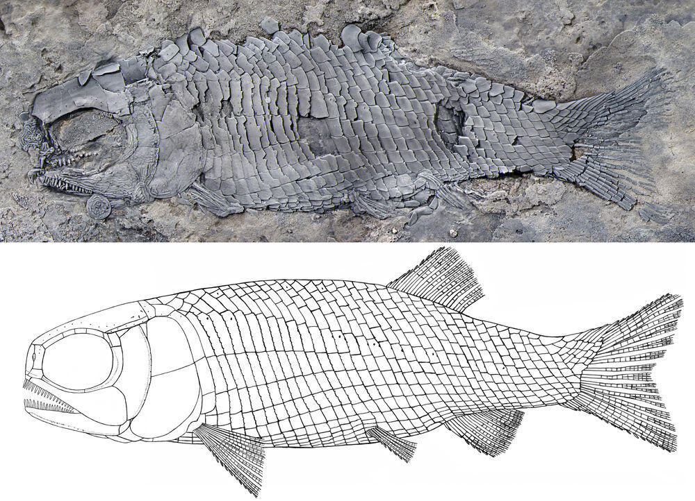 Penemuan Fosil Ikan Schistodon di Laut Trias Cina Selatan