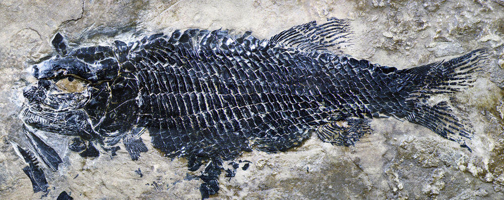 Penemuan Fosil Ikan Schistodon di Laut Trias Cina Selatan