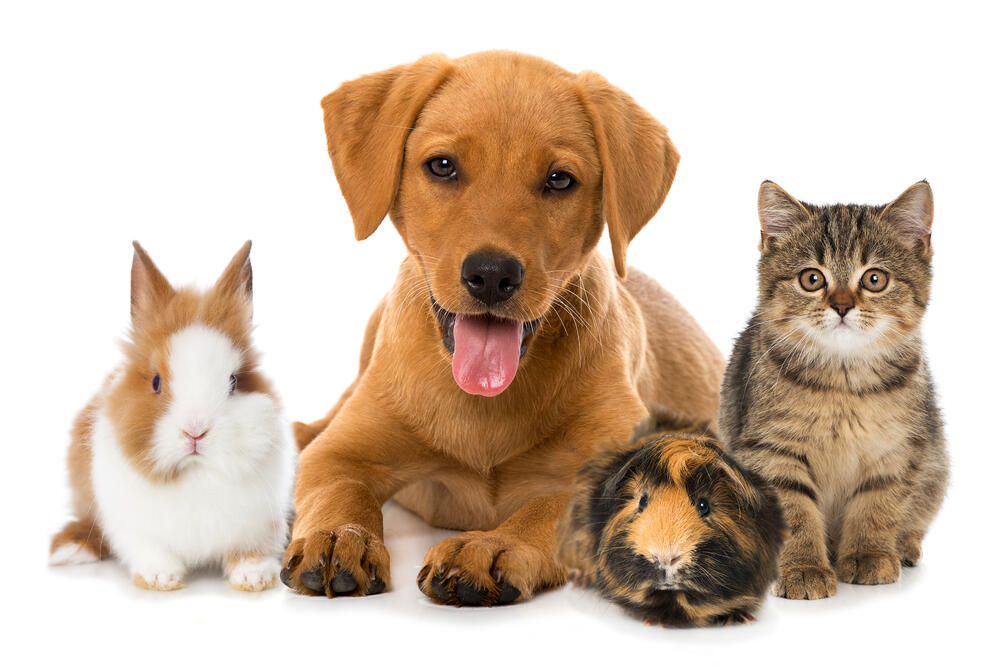 Pet Insurance Market 2022-2027, Industry Size, Share, Growth, Trends and Forecast